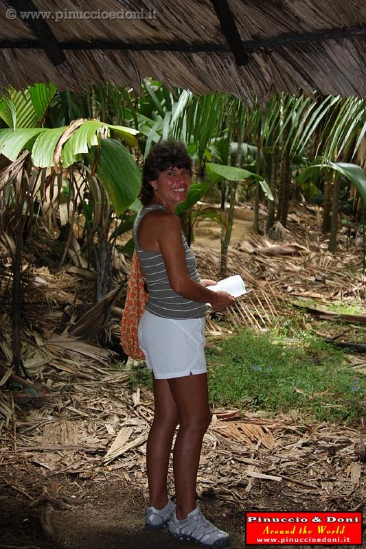 SEYCHELLES - 145 - Praslin, Vallee de Mai.jpg